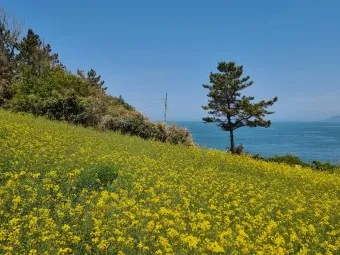 부안 수성당 유채꽃 히든스팟 개화시기_18