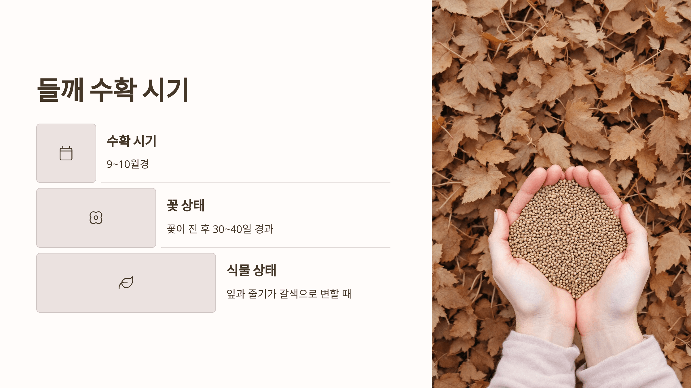 들깨 사진입니다.