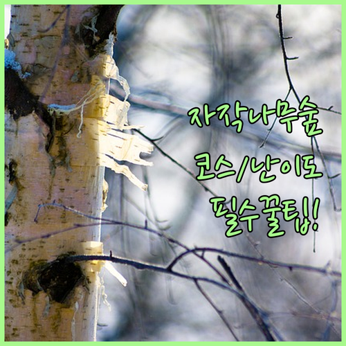 인제 속삭이는 자작나무숲 코스별 난이..