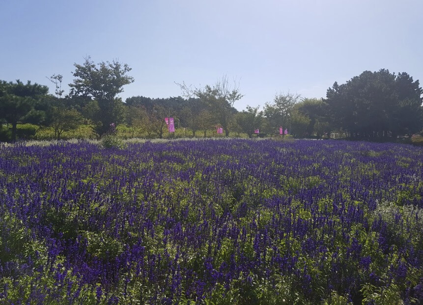 전국 가을 꽃 축제 추천 BEST