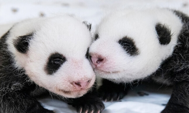 에버랜드 푸바오 쌍둥이 동생 이름 공모 신청! 에버랜드 이름 공모 에버랜드 SNS 네이버 주토피아 카페 댓글 응모 가능 응모 방법