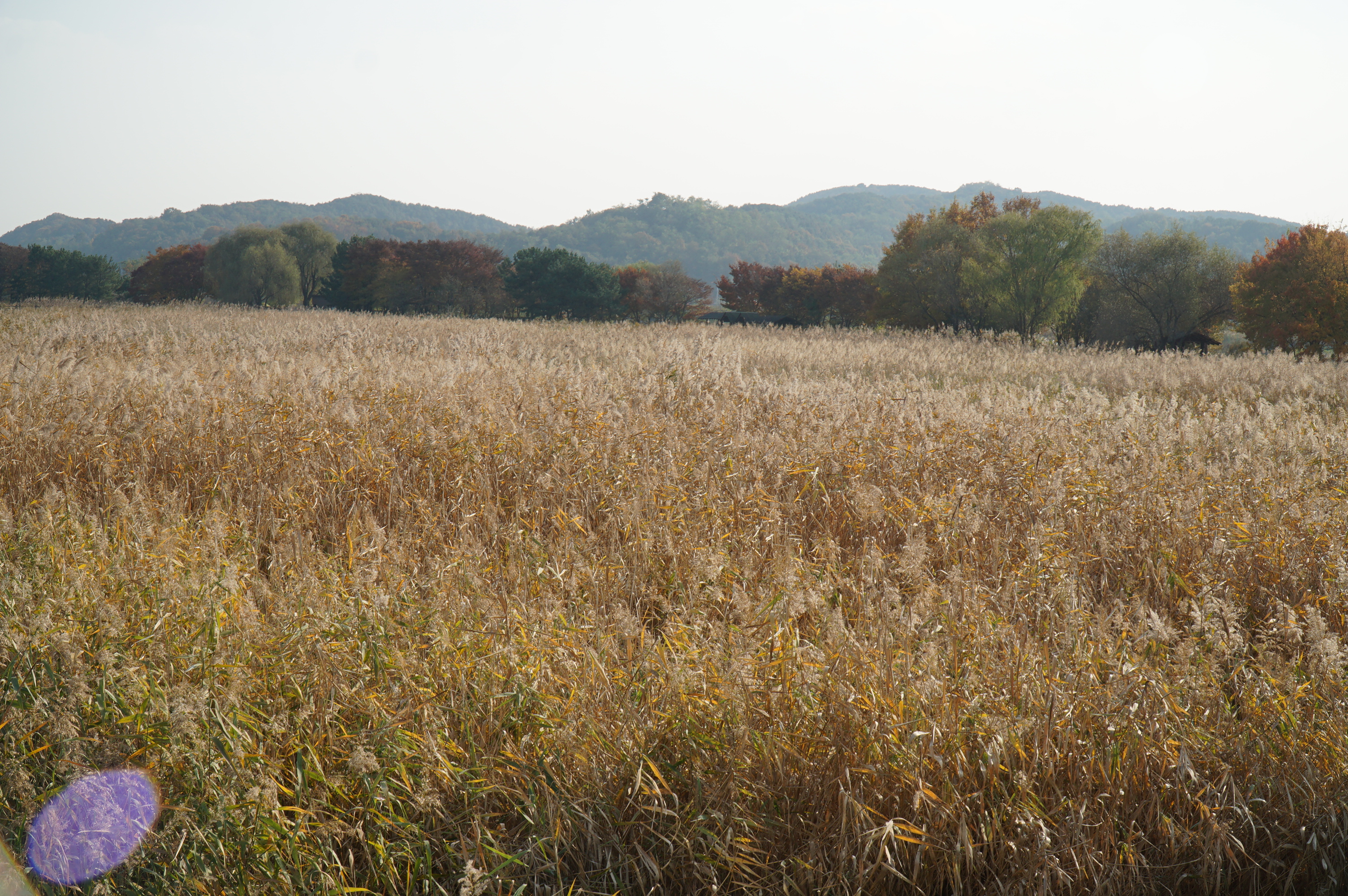 안산갈대습지 갈대 모습