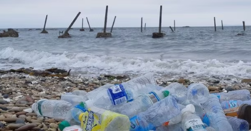 해양쓰레기 문제, 바다거북의 위기 (플라스틱, 생태계, 해결책)