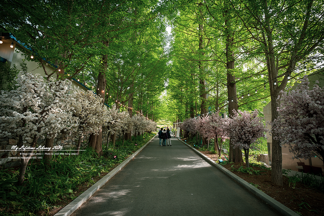 #봄 #꽃 #튤립 #아산 #피나클랜드