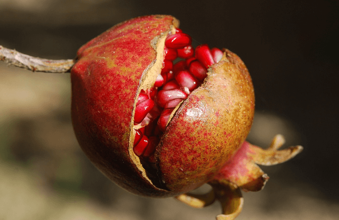 갱년기에 좋은 음식 