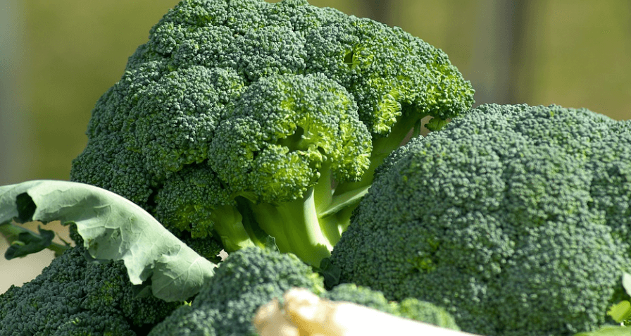 여러 송이의 브로콜리