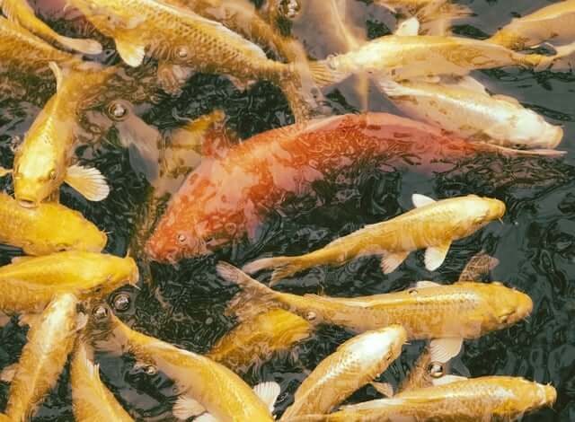 잉어 꿈,잉어 꿈해몽,잉어를 잡는 꿈,잉어를 보는 꿈해몽 길몽?