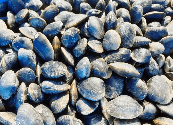 석문방조제-바지락