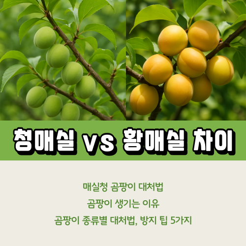 청매실 황매실 차이