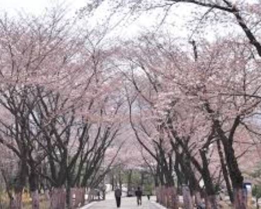 부천 벚꽃