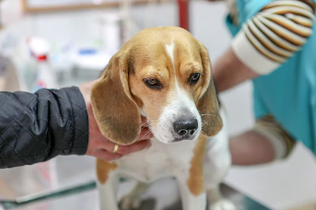 개의 담낭점액낭종 조기발견 방법.