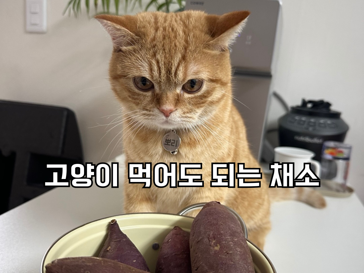고구마 그릇 뒤에서 카메라를 보는 주황 고양이 앞에 고양이 먹어도 되는 채소라는 글씨가 써진 썸네일