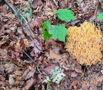 싸리버섯 채취시기종류 정보를 정리_6