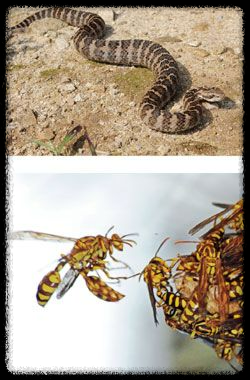 가을 산행에서 벌과 뱀 조심하는 법 - 안전한 산행을 위한 필수 가이