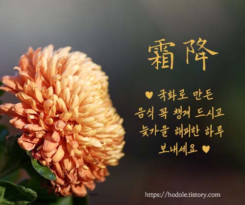 국화-이미지