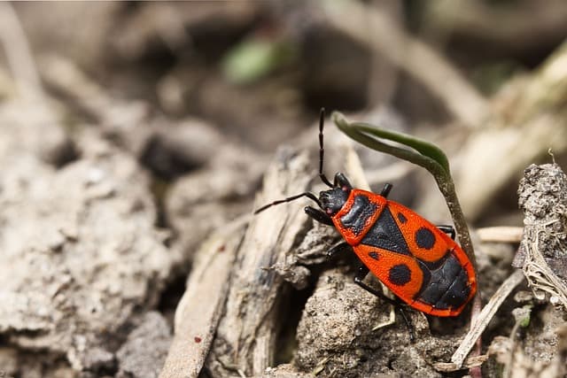 토양 곤충의 생활사 변화와 계절별 미생물 분포의 연계성 분석