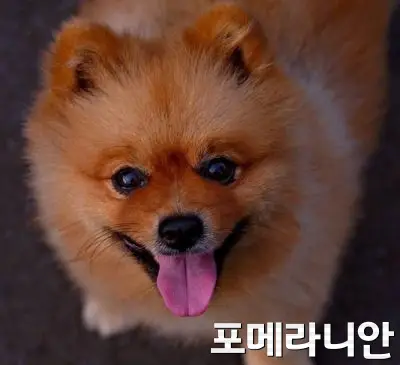 포메라니안