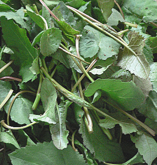 취나물 효능 부작용 칼로리 고르는법