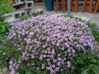 백리향 키우는 법 집에서 재배법 꿀팁_21