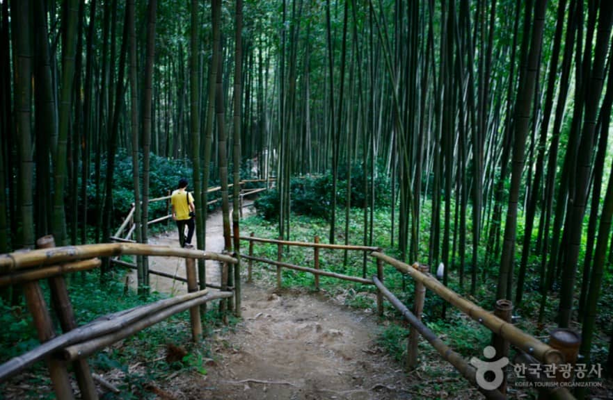 담양-죽녹원의-대나무숲