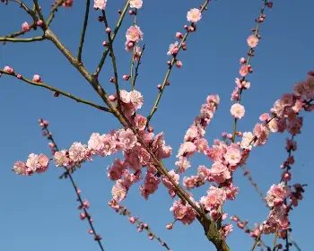 매화꽃 개화시기_16