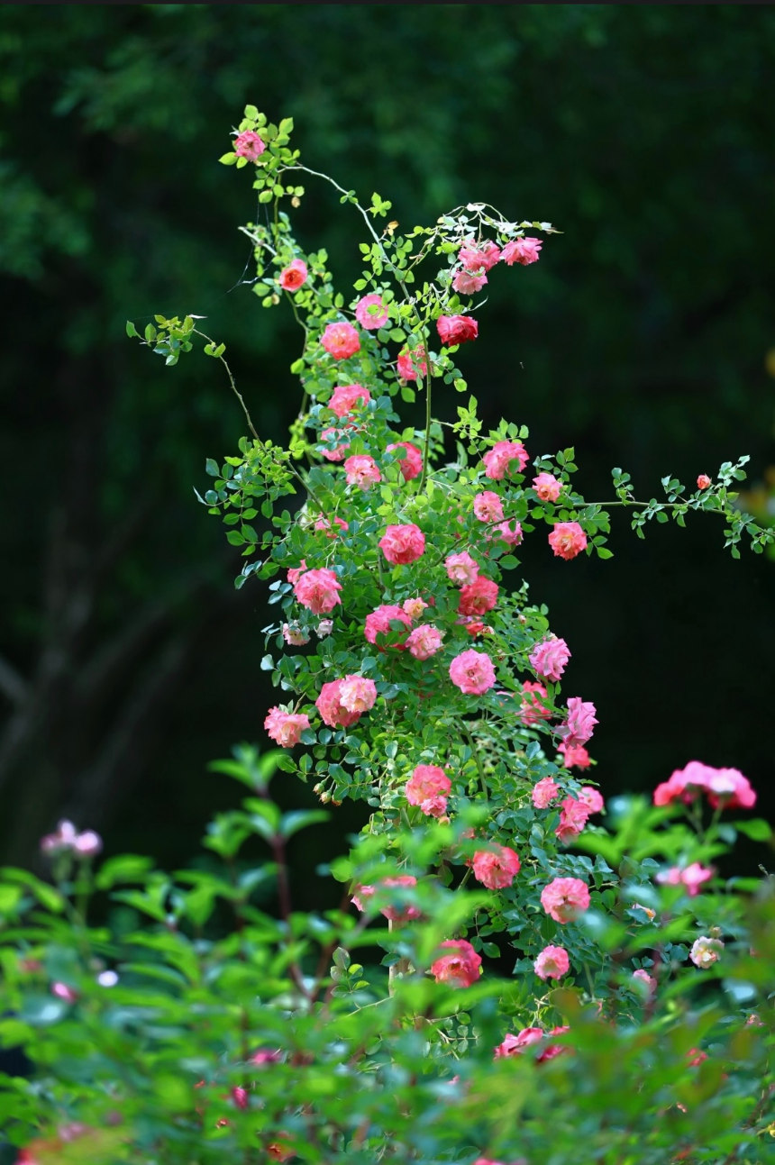 특색있고 아름다운 민간 정원 30선 추천 여행 - 22. 담양 죽화경