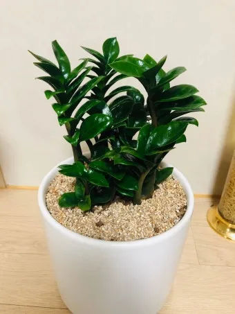 보석금전수 물주기 키우기 잎꽂이 꽃 노란잎 관리 재물운_14