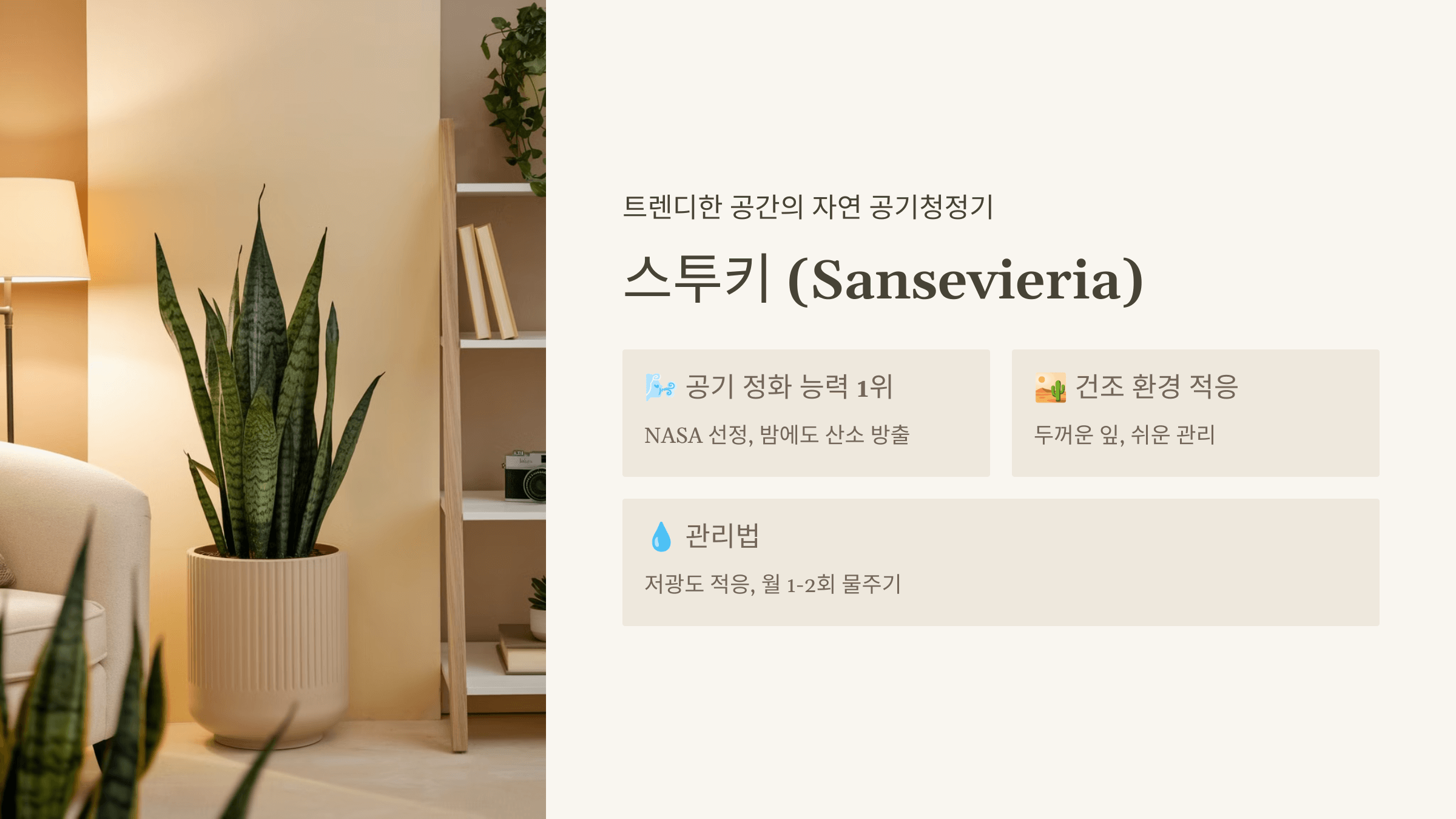 스투키 (Sansevieria)