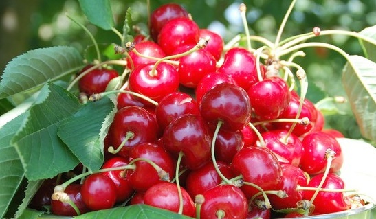 타트체리 파는곳