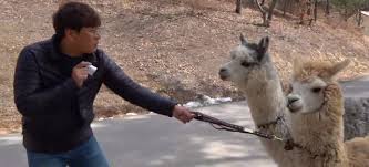 강원도 홍천 알파카월드