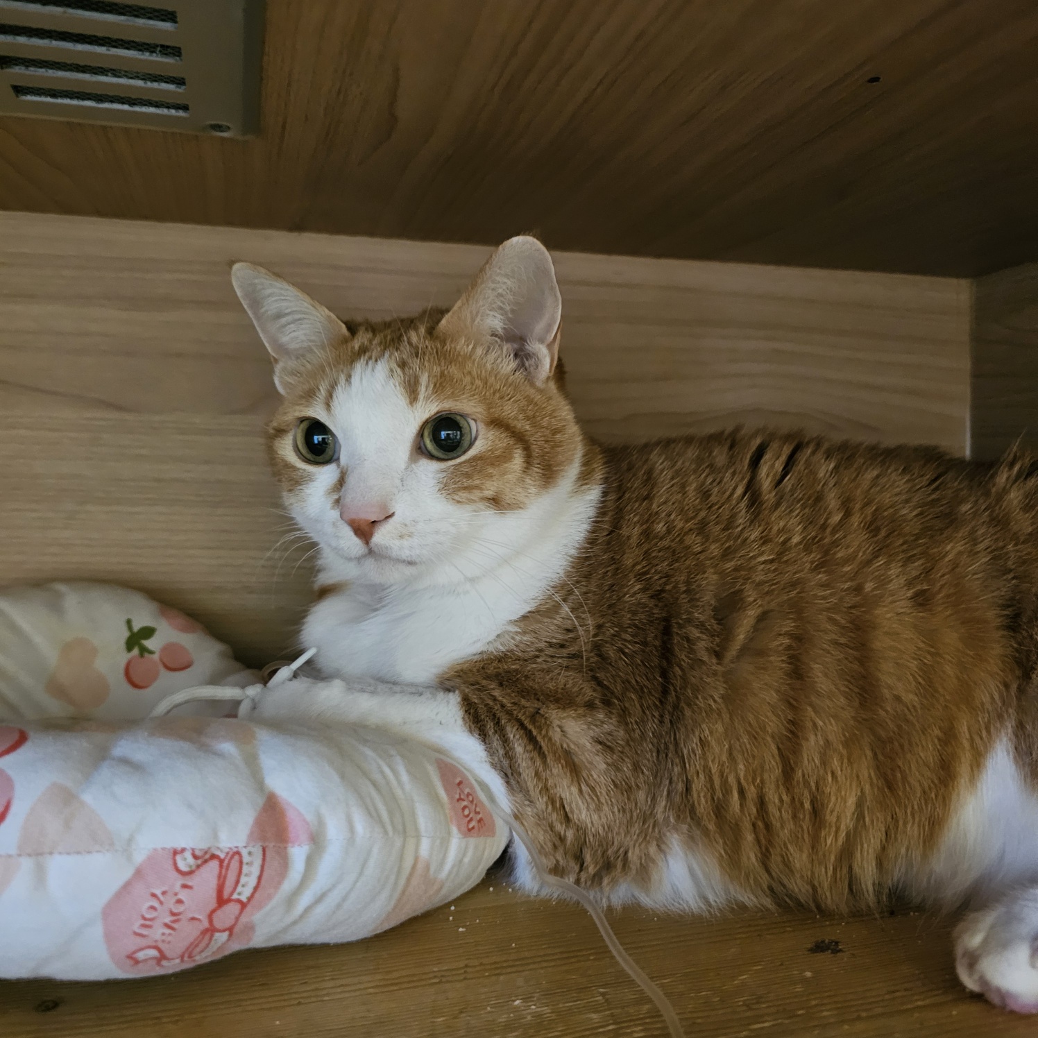 황달로_병원에_입원한_치즈냥이_호야_20