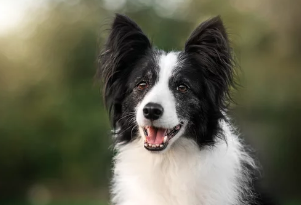 셔틀랜드 쉽독/출처:어도비스톡