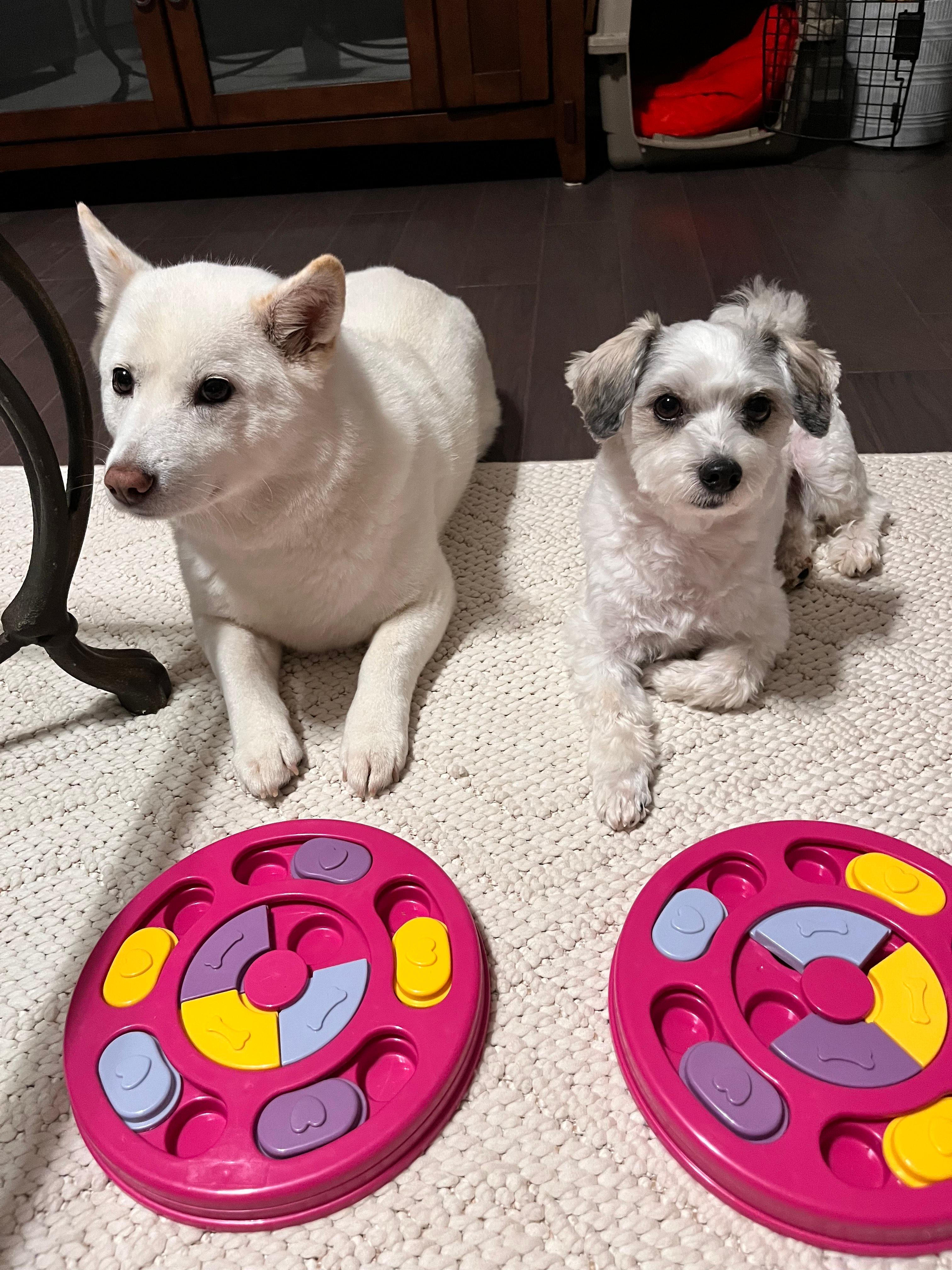 강아지 두마리가 간식 장난감 퍼즐 훈련을 위해 기다리고 있는 이미지