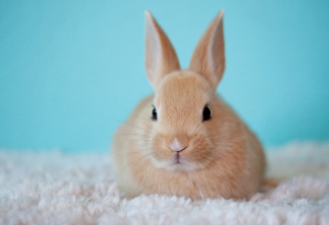 토끼띠 2025년 운세