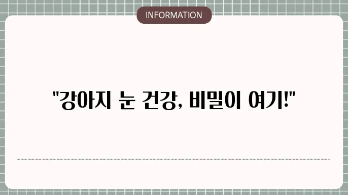 강아지 눈 영양제 추천