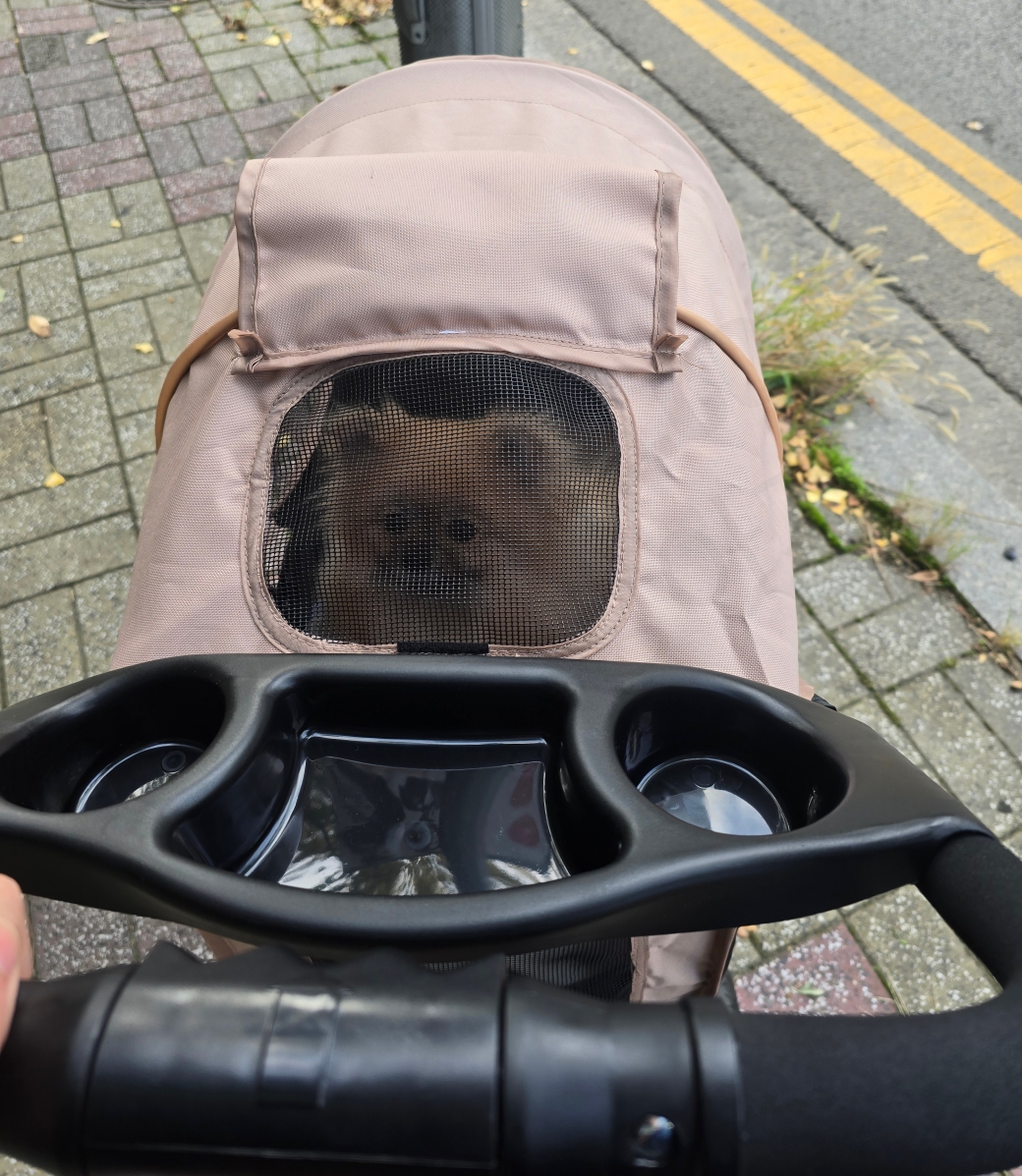 강아지가 유모차 안에 있는 모습