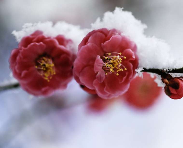 사군자열매-사진5