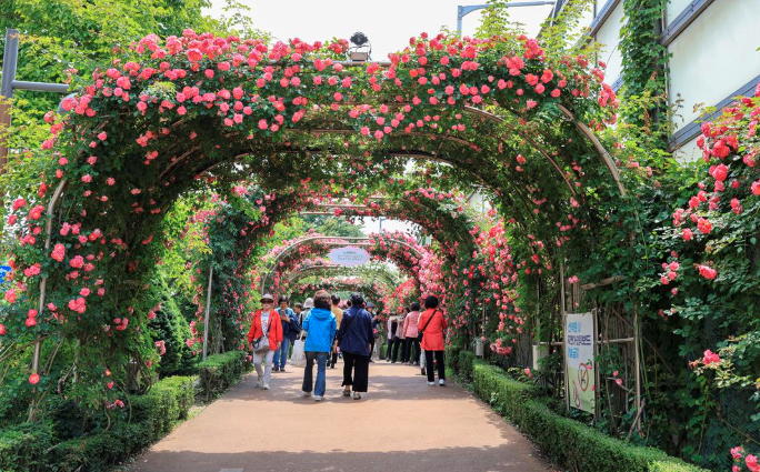 2025 중랑 서울장미축제