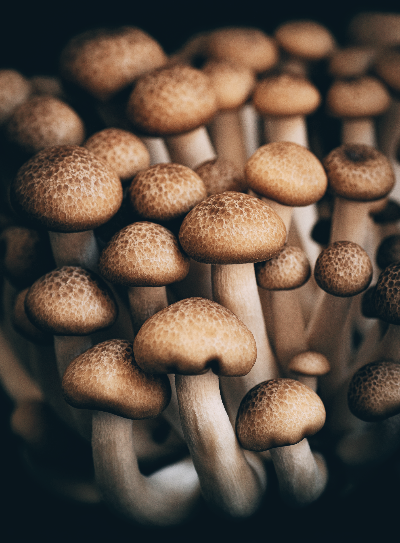 양송이버섯 효능 칼로리 5가지