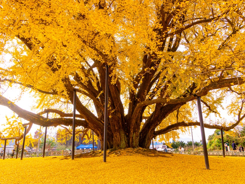 반계리 은행나무8