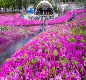 철쭉이 흐드러지는 봄날, 2025 군포 철쭉축제