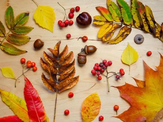 오미자 혈당 조절에 도움