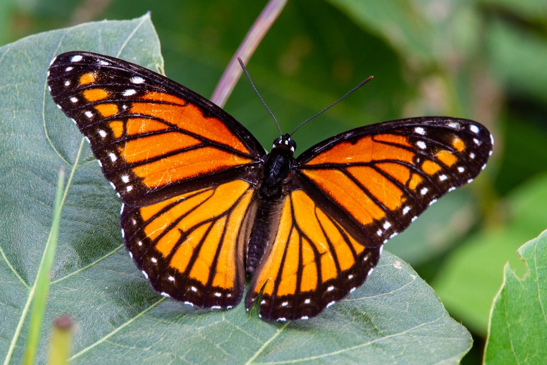 Butterfly