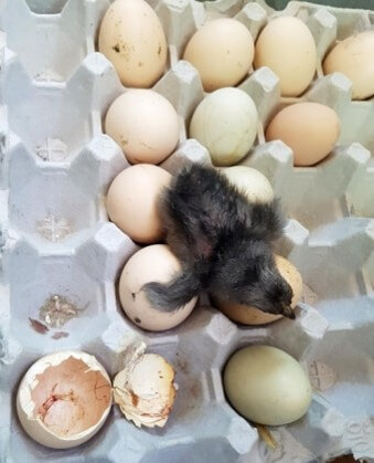 메추리-새끼가-막-알에서-부화하여-알을-깨고-나오는-모습