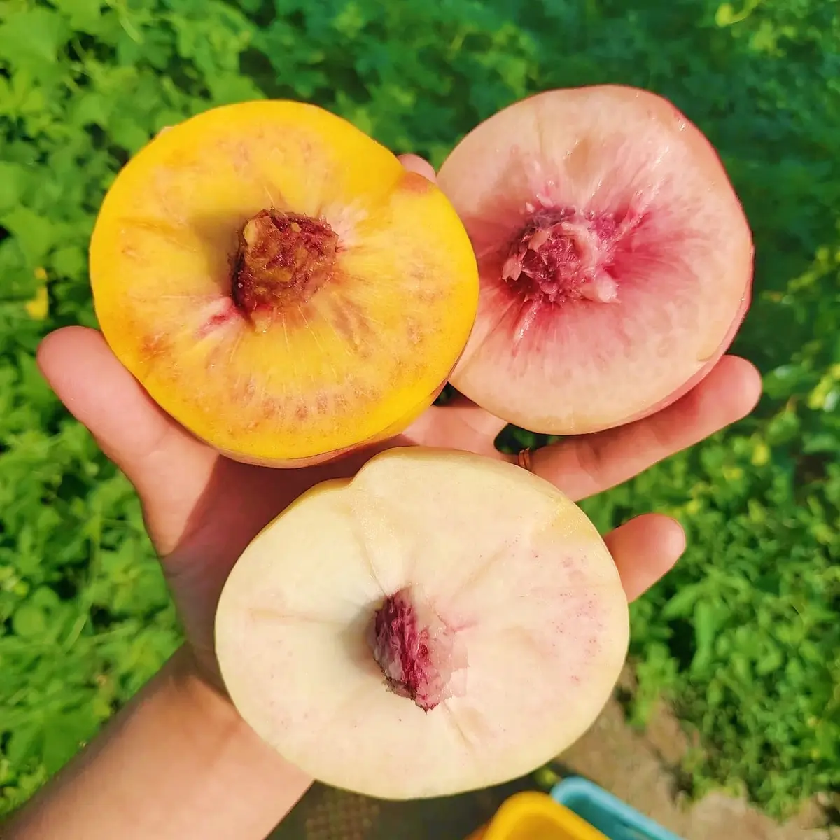 생방송투데이 영천 복숭아