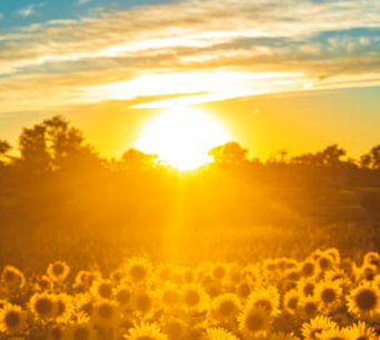 비타민d 하루 권장량 먹는법