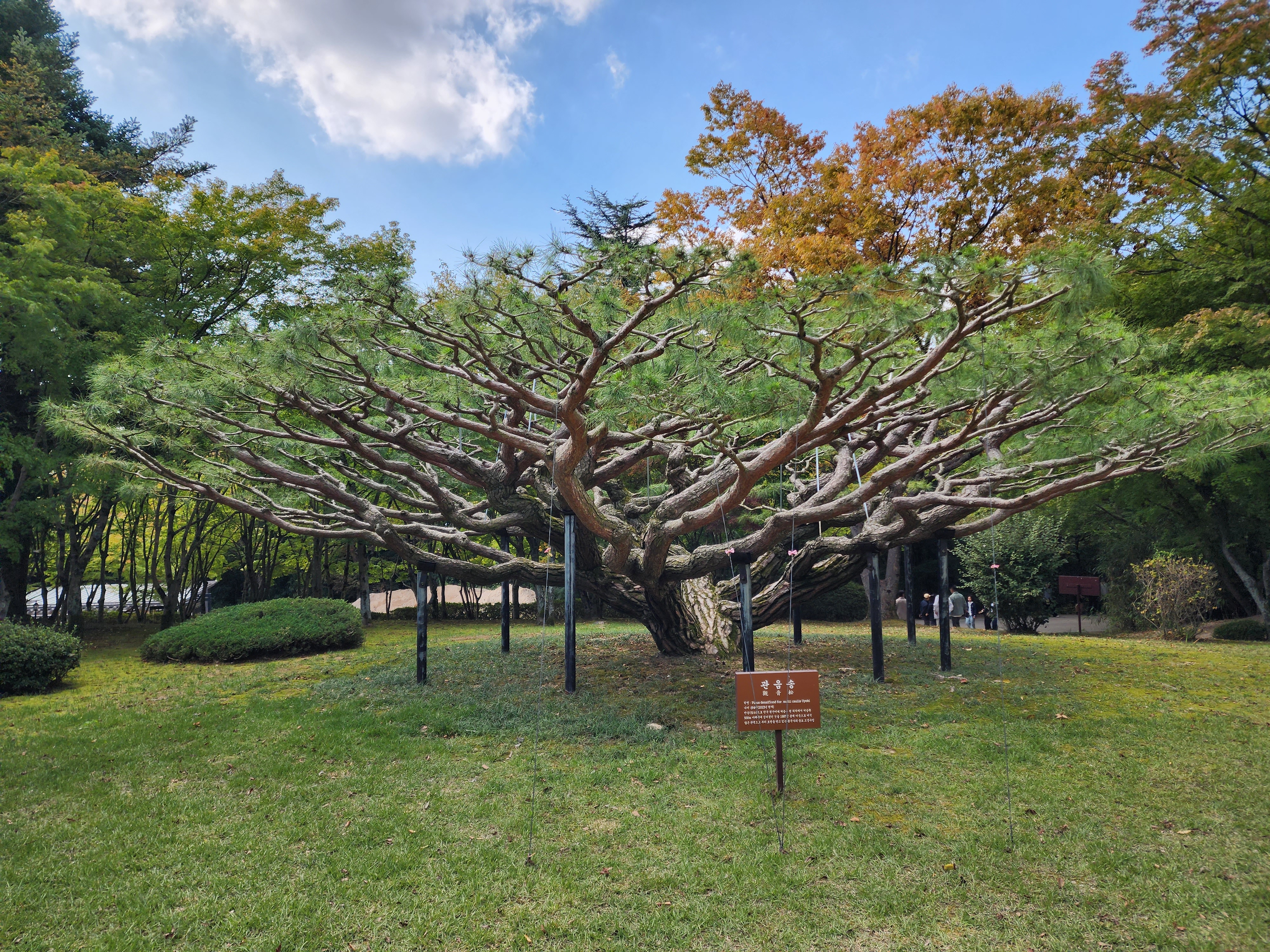 관음송 나무