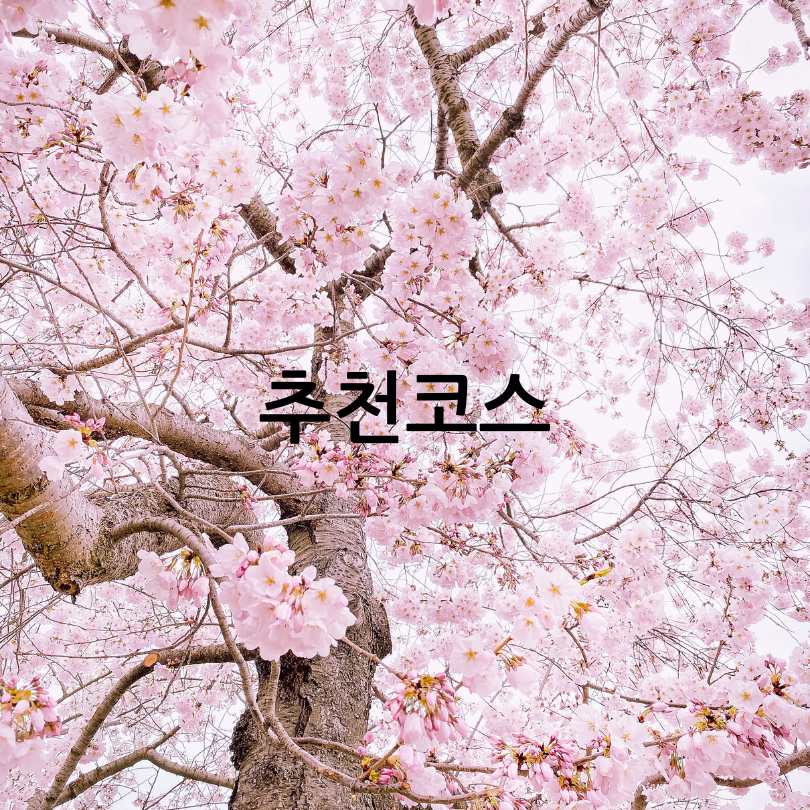 2025 영등포 여의도 봄꽃축제