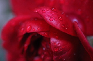 곡성세계장미축제