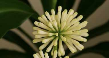 행운목 꽃 사진